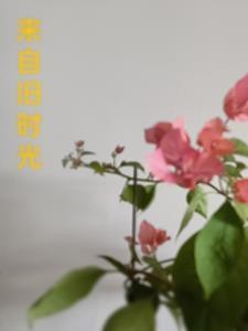 旧时光里